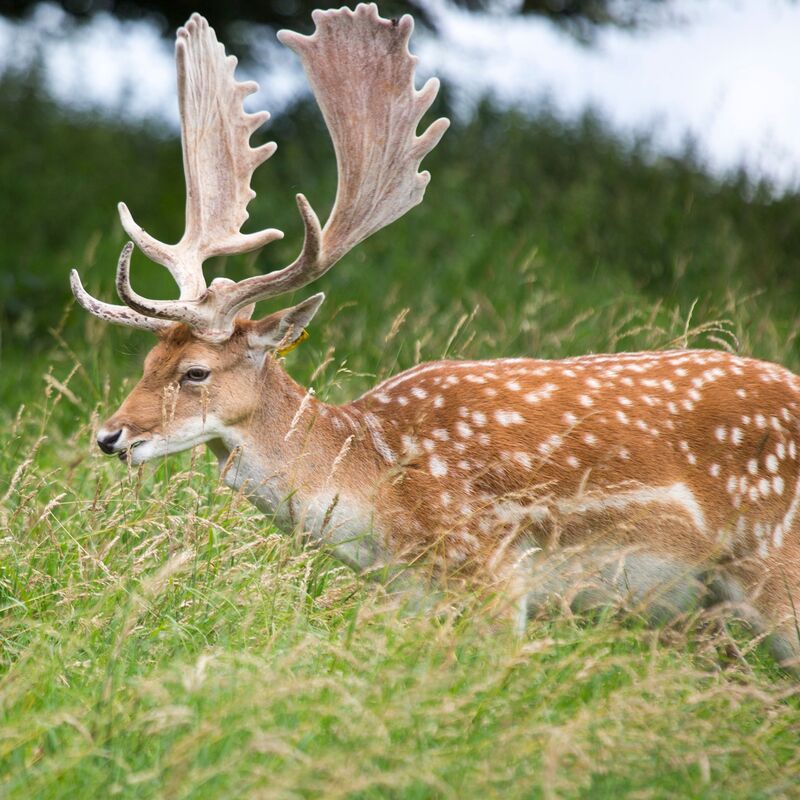 Fallow Deer Ireland, buck