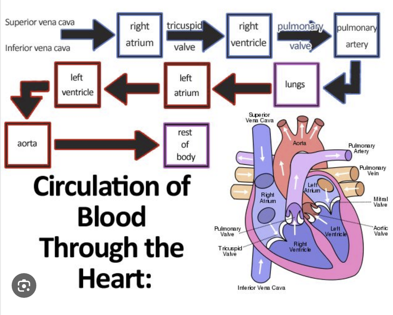 Circulation of Blood through the heart
