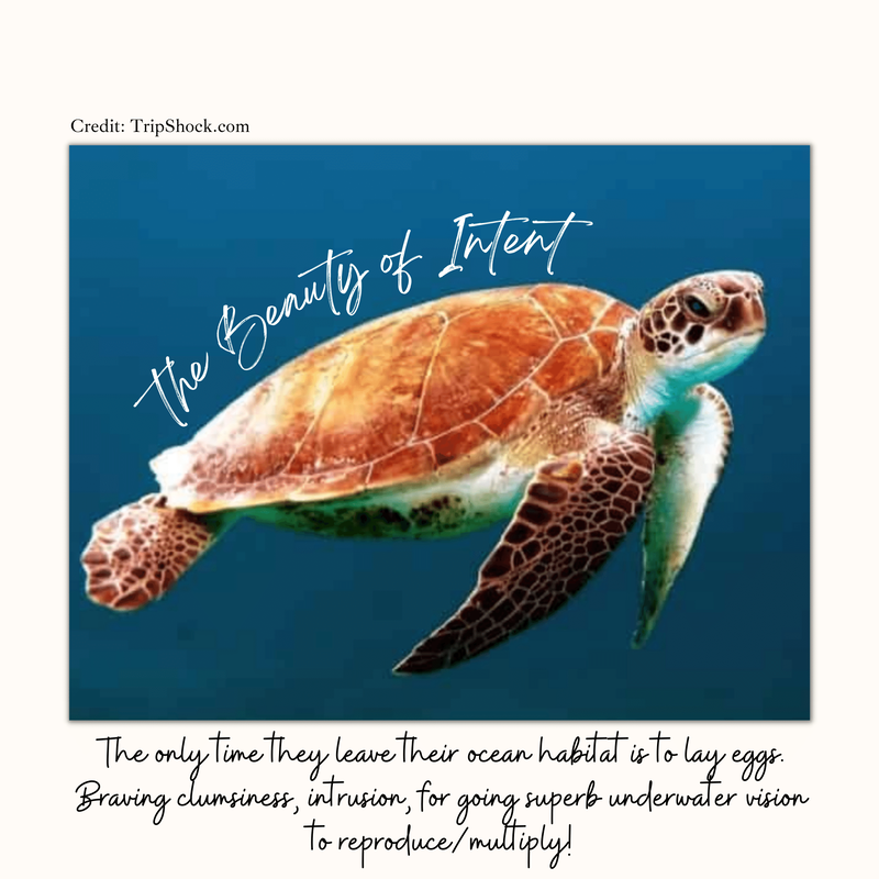 Evernote Planner 5 ways to maintain consistency. the beauty of intent, Sea Turtle