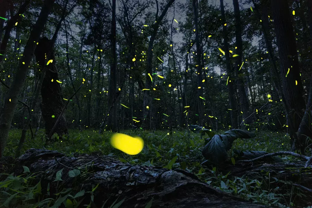 Fireflies at Nanticoke Wildlife Are, Credit Karine Aigner